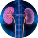 Renal &Urinary tract