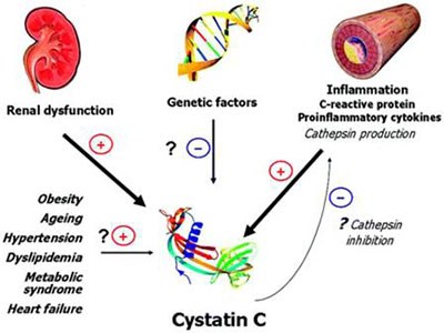 سیستاتین Cystatin C) C)
