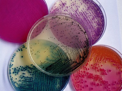 اطلس  باکتری شناسی