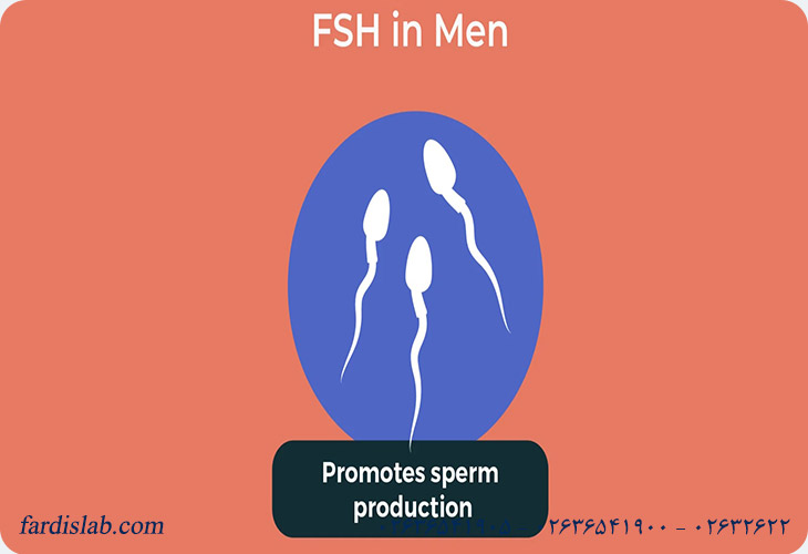 وظیفه هورمون FSH در مردان چیست؟