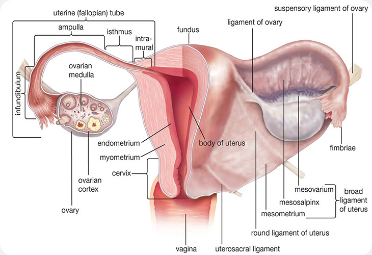 ساختار و عملکرد رحم در بدن زنان